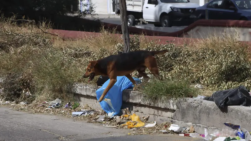 250113_BASURA VIA LACTEA_HA